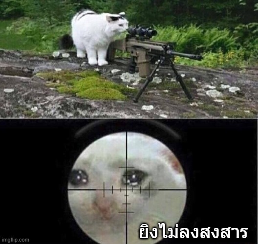 มีม sniper cat