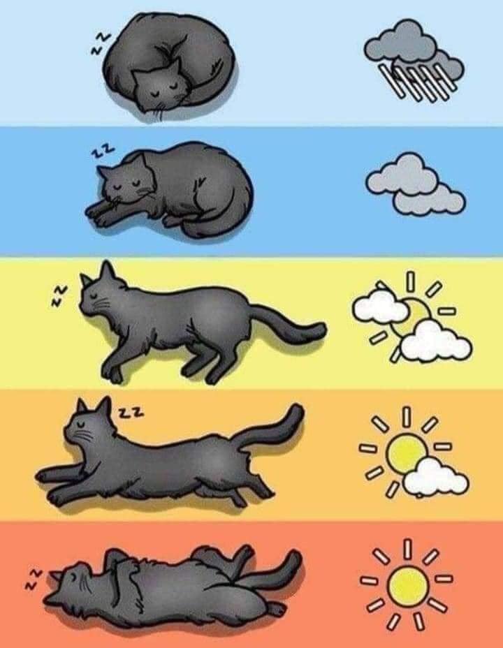 มีมแมว-หลับทุกสภาพอากาศ